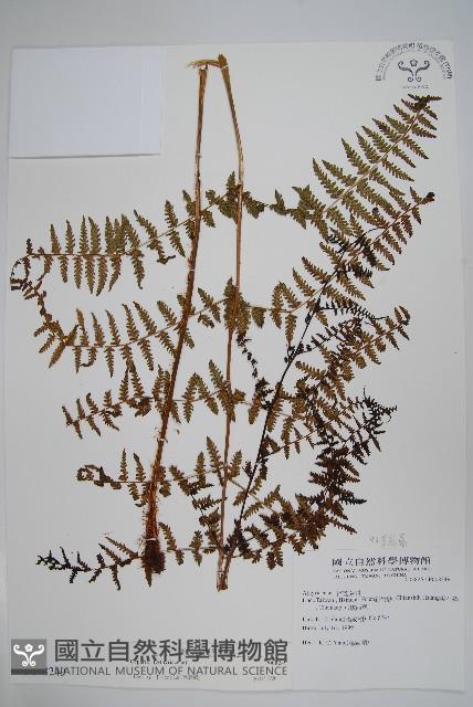 對生蹄蓋蕨藏品圖，第1張