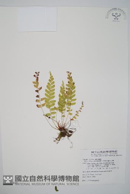 臺灣耳蕨藏品圖，第1張