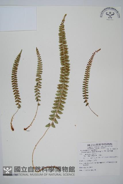 擬芽孢耳蕨藏品圖，第1張