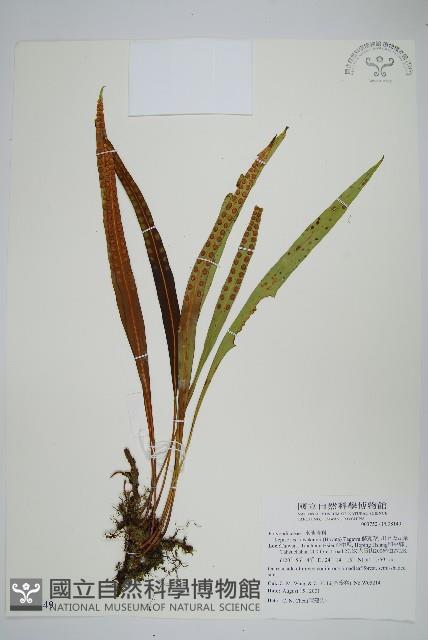 麟瓦葦、川上氏瓦葦藏品圖，第1張