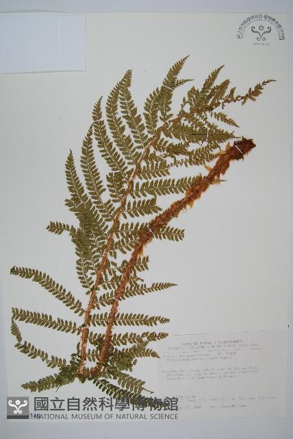 尖葉耳蕨藏品圖，第1張