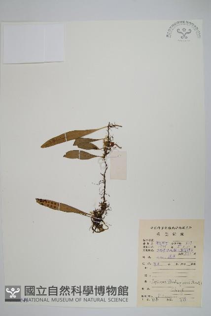 瓦葦藏品圖，第1張