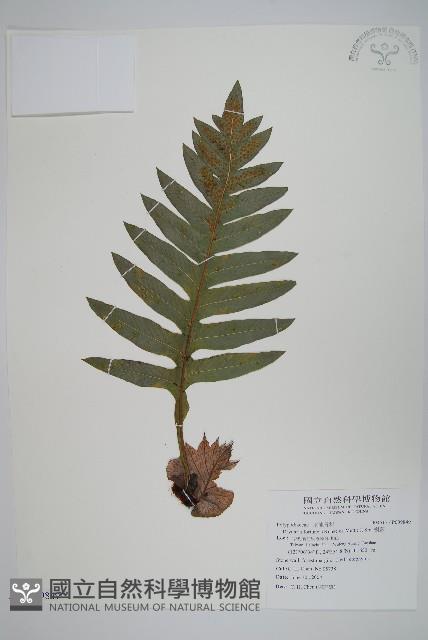 槲蕨藏品圖，第1張