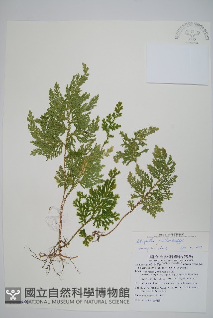異葉卷柏藏品圖，第1張