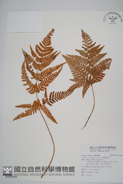 南海鱗毛蕨藏品圖，第1張