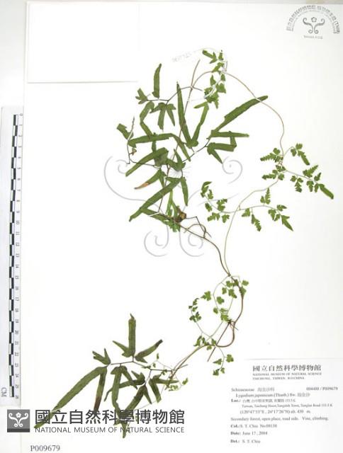 海金沙藏品圖，第1張