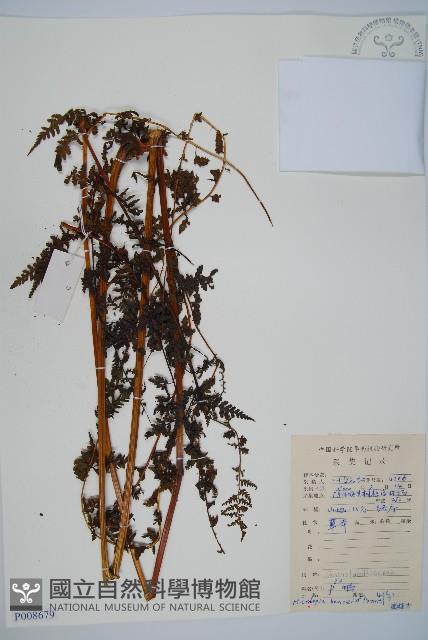 華南鱗蓋蕨藏品圖，第1張