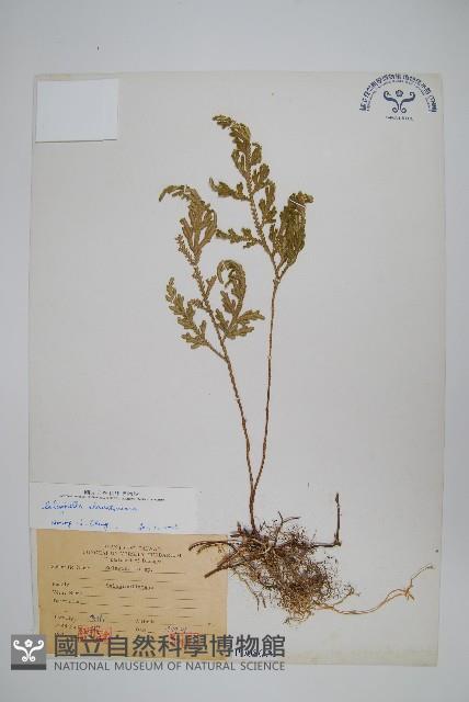 擬密葉卷柏藏品圖，第1張