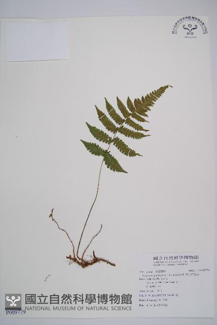 東洋蹄蓋蕨藏品圖，第1張