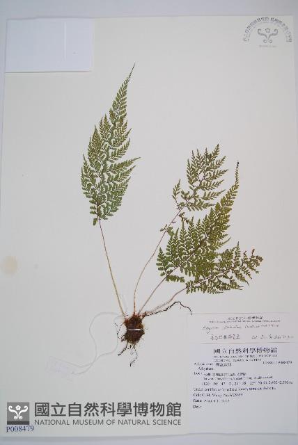 三回蹄蓋蕨藏品圖，第1張