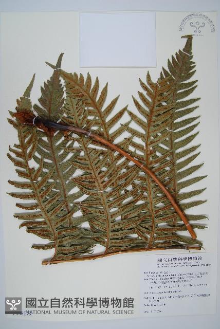 生芽狗脊蕨、頂芽狗脊蕨藏品圖，第1張