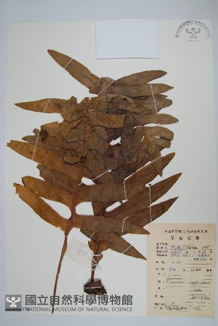 箭葉星蕨藏品圖，第1張