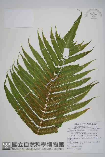 蘭嶼大葉毛蕨藏品圖，第1張