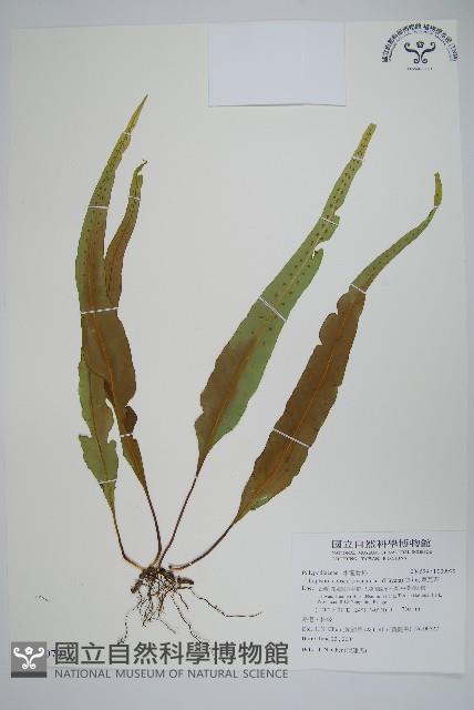 粵瓦葦藏品圖，第1張