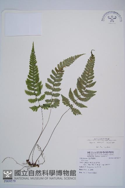 假蹄蓋蕨、東洋蹄蓋蕨藏品圖，第1張