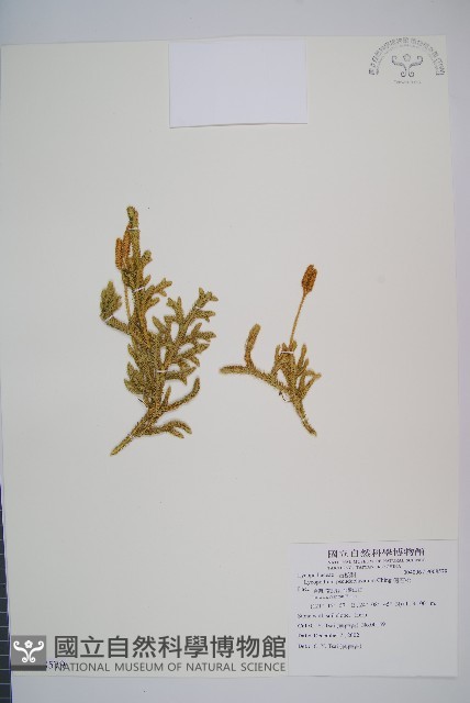 假石松藏品圖，第1張