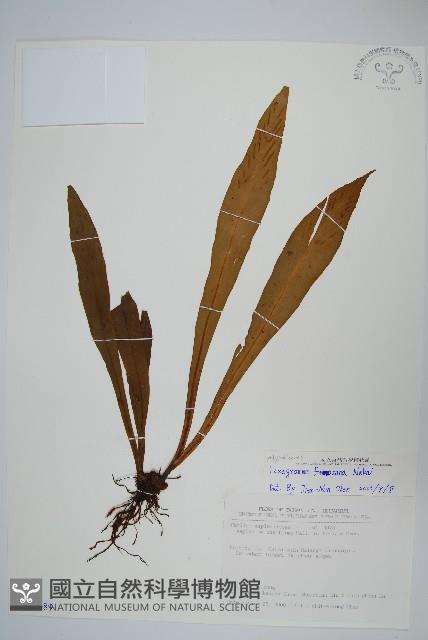 台灣劍蕨藏品圖，第1張