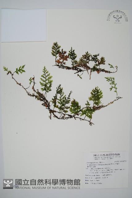 圓唇假脈蕨藏品圖，第1張