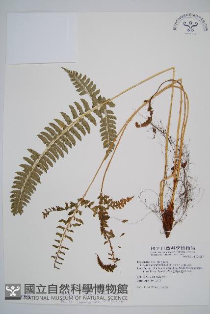 韓氏耳蕨藏品圖，第1張