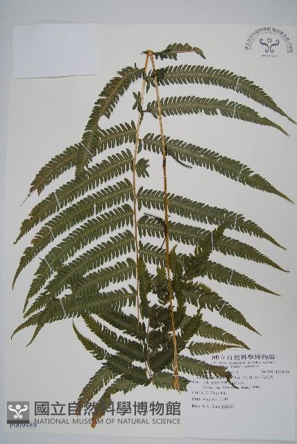 假毛蕨藏品圖，第1張