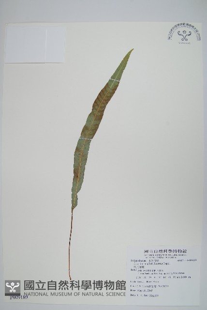 恩氏茀蕨藏品圖，第1張