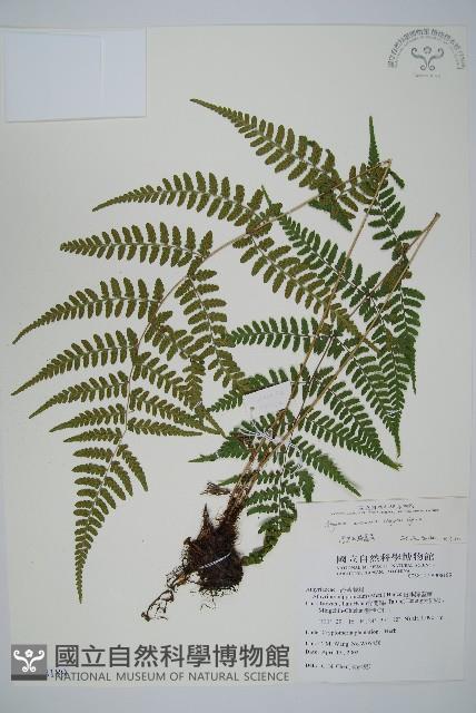 阿里山蹄蓋蕨藏品圖，第1張
