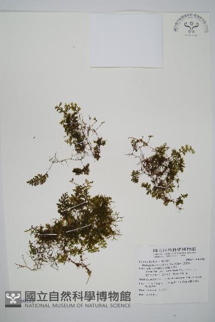 厚壁蕨藏品圖，第1張