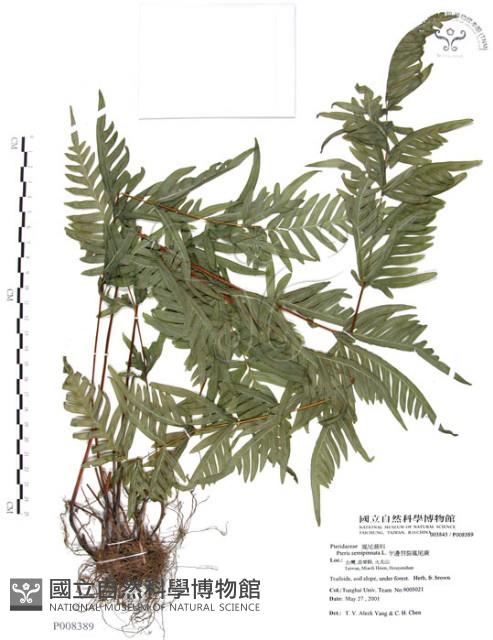 半邊羽裂鳳尾蕨藏品圖，第1張