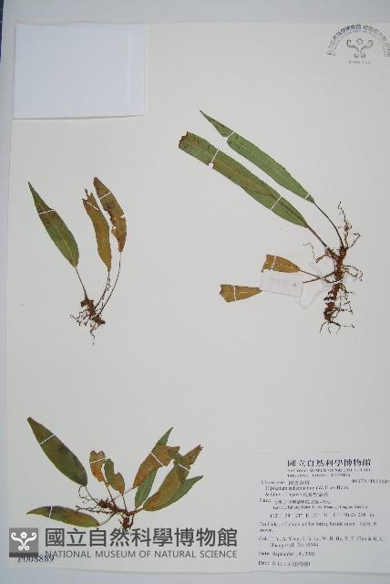 單葉雙蓋蕨藏品圖，第1張