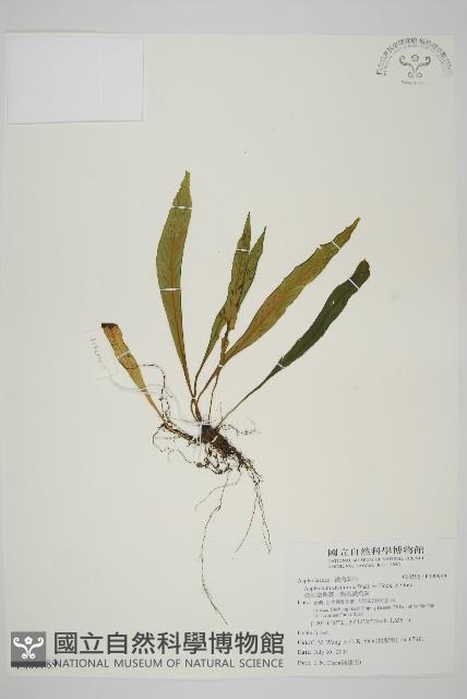 劍葉鐵角蕨、箭葉鐵角蕨藏品圖，第1張