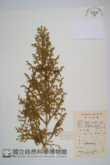 過山龍藏品圖，第1張