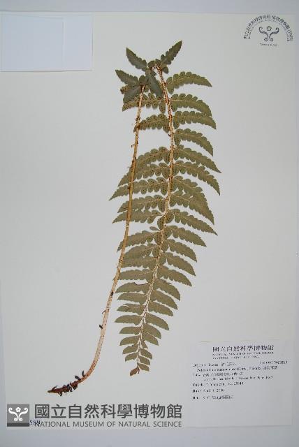 鐮葉耳蕨藏品圖，第1張