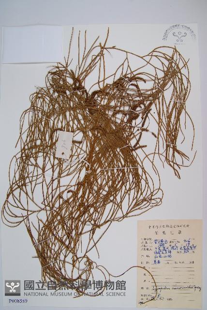 Accession Number:P008589 Collection Image, Figure 1, Total 2 Figures