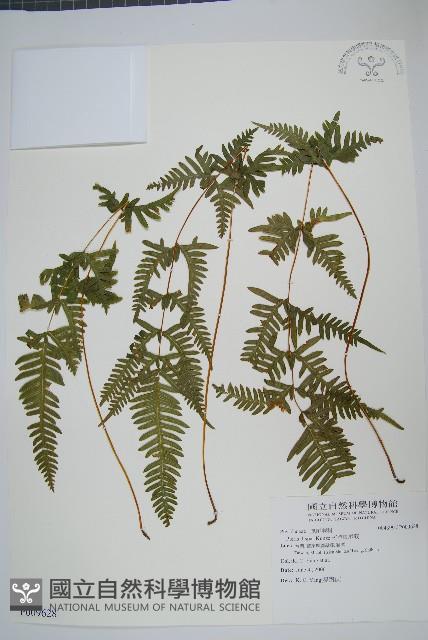 天草鳳尾蕨藏品圖，第1張