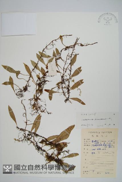 披針骨牌蕨藏品圖，第1張