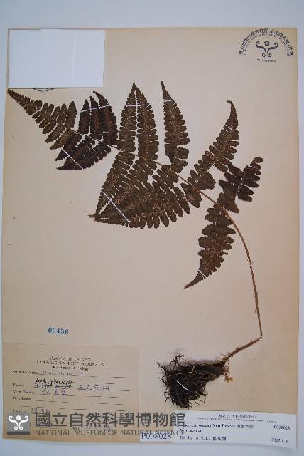 黑葉貞蕨藏品圖，第1張