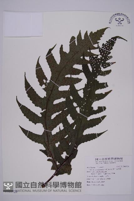 雲南三叉蕨藏品圖，第1張