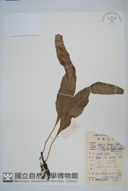 波氏星蕨藏品圖，第1張