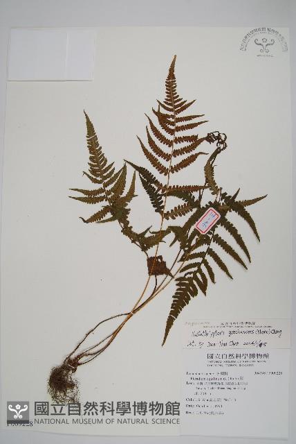 光葉凸軸蕨藏品圖，第1張