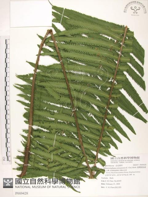 台灣毛蕨、台灣圓腺蕨藏品圖，第1張