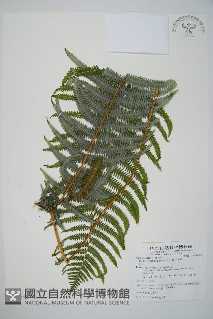 裡白藏品圖，第1張