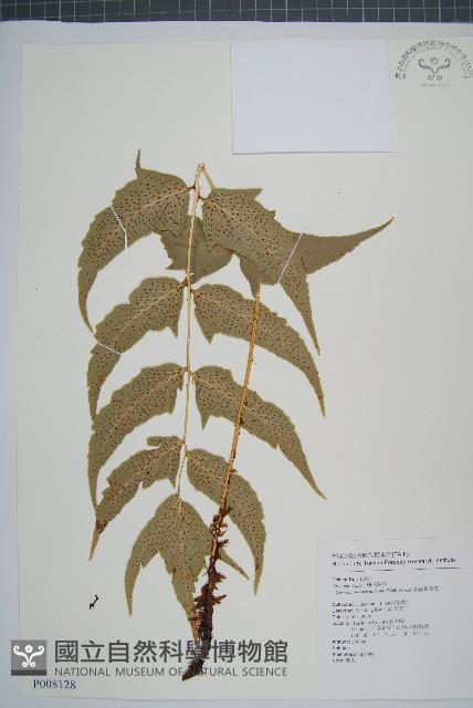 細齒貫眾蕨藏品圖，第1張
