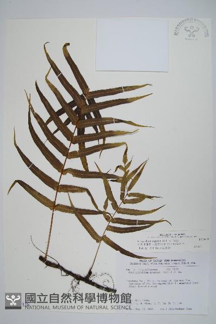 箭葉水龍骨、擬水龍骨藏品圖，第1張