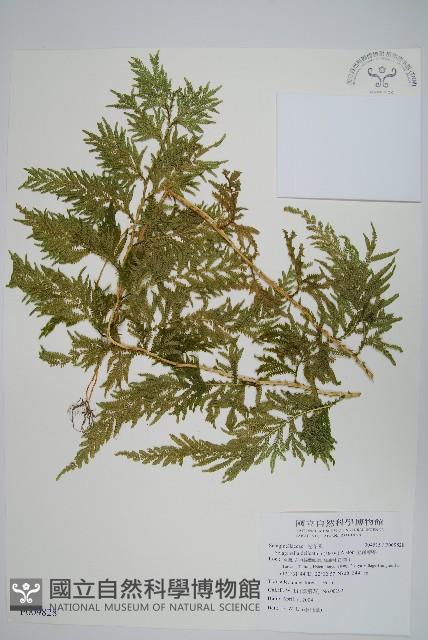 全緣卷柏藏品圖，第1張