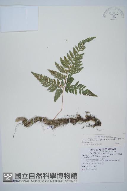 杯狀蓋陰石蕨藏品圖，第1張