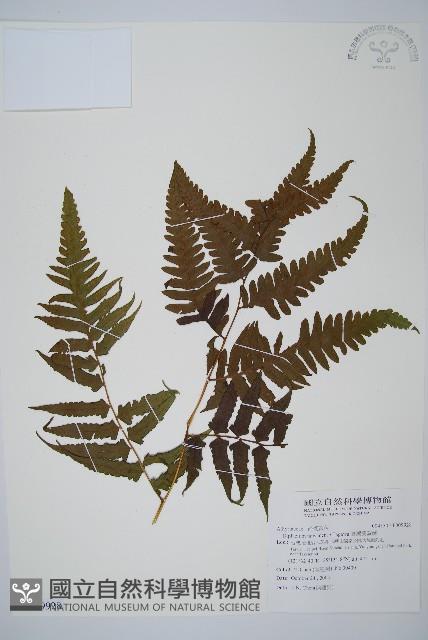 臺灣雙蓋蕨藏品圖，第1張