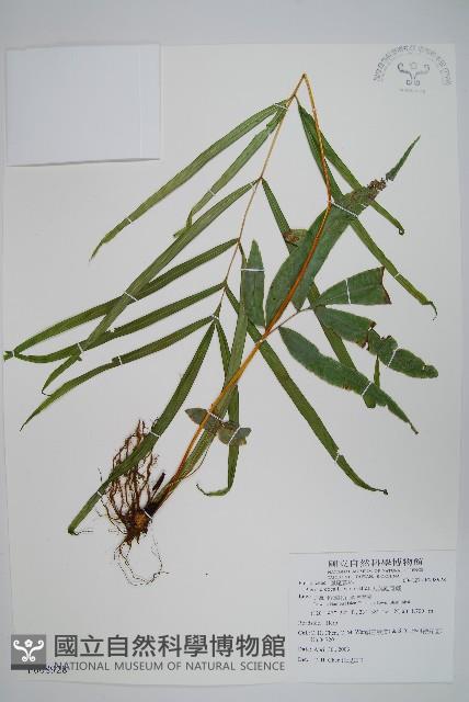 大葉鳳尾蕨藏品圖，第1張