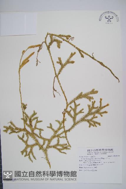 假石松藏品圖，第1張