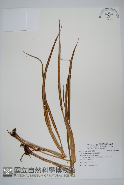書帶蕨藏品圖，第1張