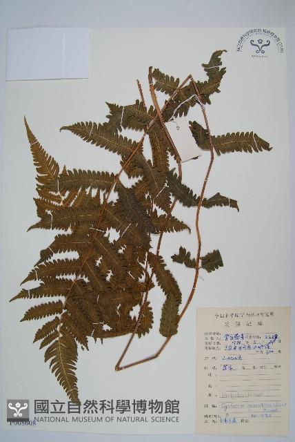 密毛毛蕨藏品圖，第1張